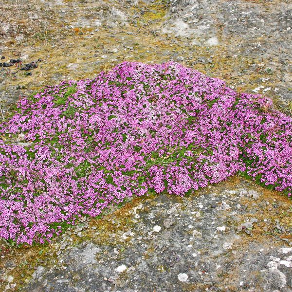 Silene acaulis Svalbard Wijdefjorden 2011 RE a